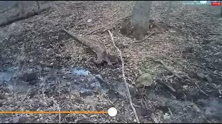 Rufus cam! Like and comment if you want more!!