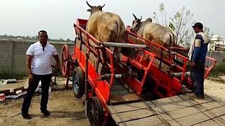 "Nandi Rath": Machine That Uses Bulls To Generate Electricity