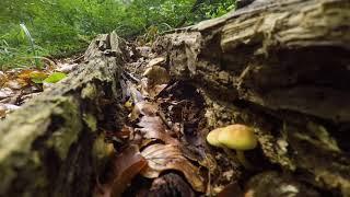 Find the Mushroom Hypholoma capnoides