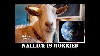 Wallace is worried  - Prof Wallace