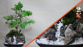  Cómo hacer tu propio Sooseki Bonsai