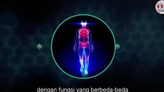 Cara Kerja Sistem Imun (Sel T, Sel B, Natural Killer Cell, Makrofag)