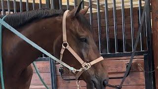 Zakia Riding Feta