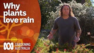 Why rain water is good for your plants | Gardening 101 | Gardening Australia