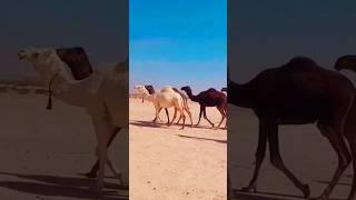 Black&white Camel in desert #black #camel #desert #cholistan #sunny