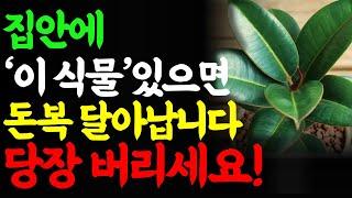 식물풍수 부자들은 절대 키우지 않는 ' 이 식물' 당장 버리세요 운을 막고 가난을 부릅니다. 식물인테리어 풍수 풍수지리