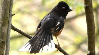 Eastern towhee call | Alarm / distress / warning sounds | Bird