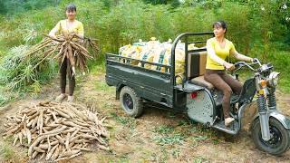 Use 3-wheeled Vehicle Harvesting Cassava Roots Goes To Sell To Villagers - Live With Nature