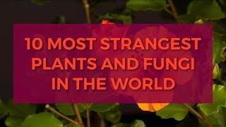 10 Most Strangest Plants And Fungi Around The World | Open Book