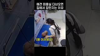 "이럴수가.." 애견미용실 다녀온 반려견이 종일 잠만자는 이유