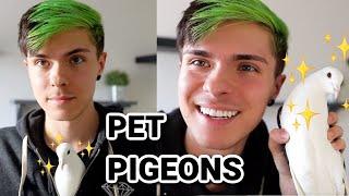 Why Pigeons Make Great Pets!!!