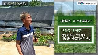 [친환경유기농매뉴얼] 친환경 고구마의 필수, 건강한 종자와 토양관리입니다 - 충주 산척면 연제춘 농부