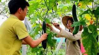 Pumpkin harvest season in the green garden. And the couple's daily chores.