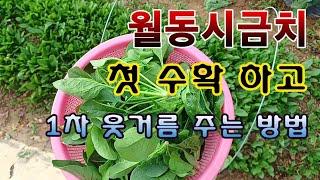 [텃밭농부 1,730]  월동시금치 첫 수확을 하고 1차 웃거름 주는 방법. #시금치재배 #월동시금치