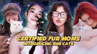 Introducing BINI Cats: A True Companion | Storytelling | PPOP Insider