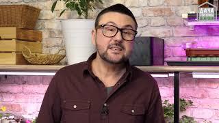 Всего одно удобрение накормит всю рассаду за копейки