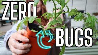 STOP Garden Pests Before They Happen With This Trick! 🪲