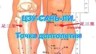 ЦЗУ-САНЬ-ЛИ.  Точка долголетия.