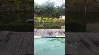Test Fly Flat sensor DJI Mavic 2 Pro #belajarit #drone #djimavic2 #shorts #viral