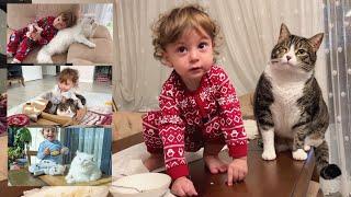 The amazing love between a baby and cats. Can cats fall in love with a baby?