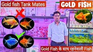 Goldfish || Goldfish के साथ कौन सी मछली रख सकते हैं || Goldfish tank mates 