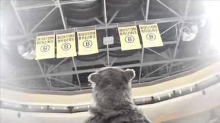 Bruins Hockey Rules - Opening Night