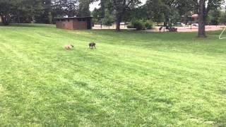 Dogs Chasing Balls Chasing Dogs, featuring Meadowlark and Hailey Belle