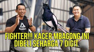 Kicau Mania Ini, merawat Kacer Mbagong Sampai Stabil Juara