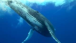 Humpback whales of the South West Pacific in 4K