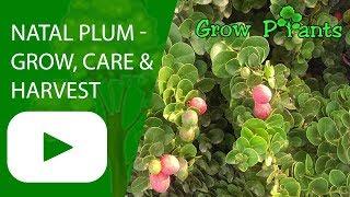 Natal plum - grow, care and harvest fruits (Carissa macrocarpa)