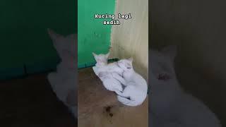 kucing masuk kandang #kucinglucuterbaru #petlovers #anakkucing