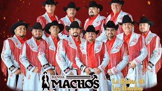 Banda Machos - Puras Rancheras | Los Éxitos Dorados de Banda Machos