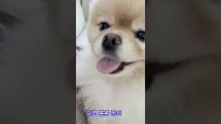 심쿵이의 일상 #강아지일기 #animal #dog #포메라니안 #funnyanimal #강아지브이로그 #재미있는개 #반려동물 #puppy