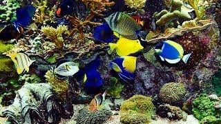  Beautiful Real Colourful Marine Fish Aquarium! Relaxing Natural Sounds