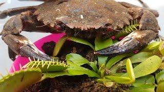 HUGE DEVIL CRAB Attacks Venus Flytrap