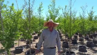 Civano Nursery - Chinese Elm