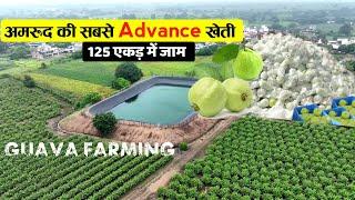 अमरूद की Hi-Tech kheti | Guava farming | Advance agriculture | Amrud ki kheti