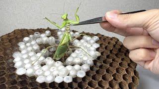 蜂の巣の上にカマキリを置いたらヤバいことになった