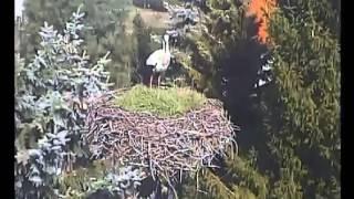 Störche-Vetschau-2016-28.3.16-13:44- Erster Storch im Vetschauer Nest gelandet...