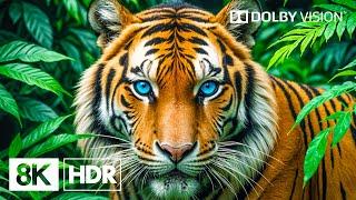Paradise of Animals By 8K HDR | Dolby Vision™