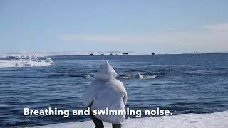 Voice from the Arctic Ocean