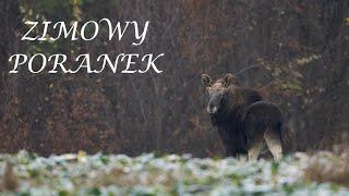 Zimowy poranek/Sony a7iv/Sony 200 - 600/Fotografia przyrodnicza/Wildlife photography/ Łoś/Sarna