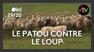 Le patou pour faire face au loup