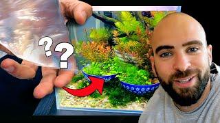 Adding to Betta Fish Ikebana Tank | 4ft Aquarium Plants | Bowling My Children