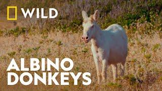 Meet The Albino Donkeys Of Sardinia | Ark of Stone: Voyage of Sardinia | National Geographic WILD UK