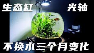 生态缸三个月不换水，看看有什么变化