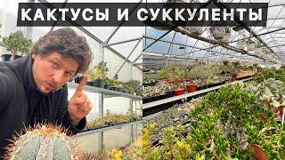 КАКТУСЫ И ДРУГИЕ СУККУЛЕНТЫ ЧТО СЛОЖНЕЕ ВЫРАЩИВАТЬ?