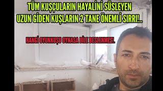 Uzun giden taklacı oyun kuşunun sırları!..