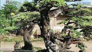 Kampung Bonsai Dawuhan, Pusatnya Penjualan Bonsai Di Blitar Selatan, Koleksi Mantab Youtuber Blitar