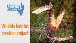 Habitat creation project | Arborists inoculating trees with wood decaying fungus